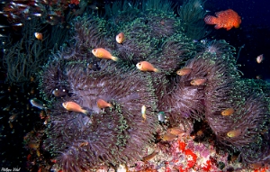Maldives 2021 - Poisson-clown des Maldives - Maldives anemonefish - Amphiprion nigripes - DSC00240_rc